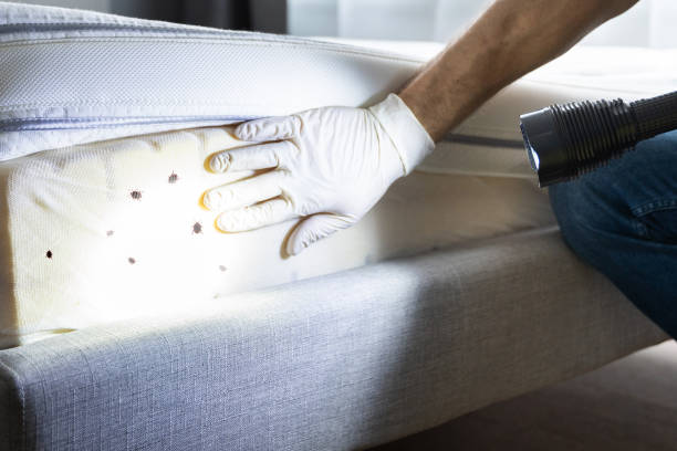 Best Insect Control  in Fredonia, NY