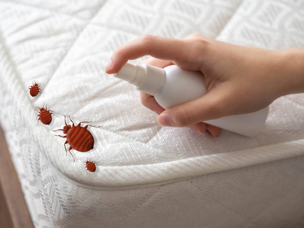Best Spider Control Near Me  in Fredonia, NY